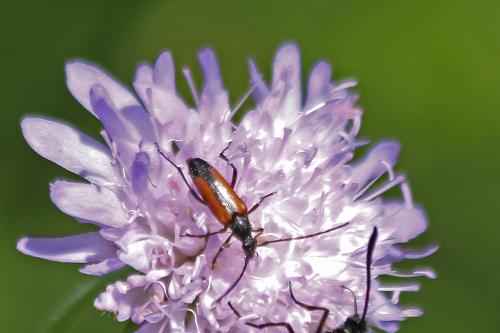 Stenurella melanura